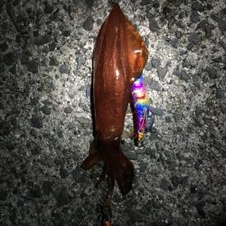 ケンサキイカ、ツバス釣れました‼️