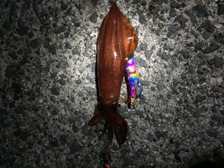 ケンサキイカ、ツバス釣れました‼️