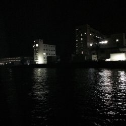 地元ケンサキイカ