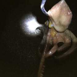 ボウズ逃れ 奇跡の一杯