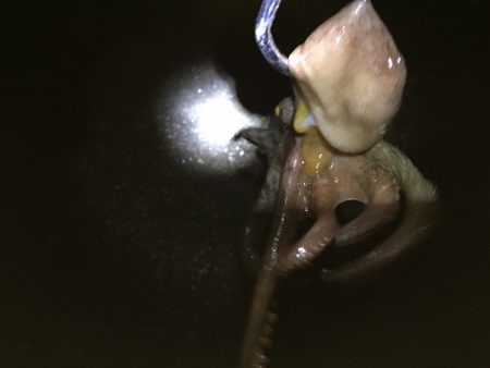 ボウズ逃れ 奇跡の一杯