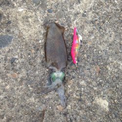 新子がたくさん！