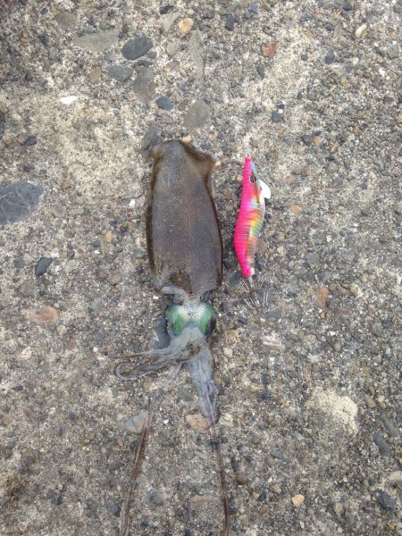 新子がたくさん！