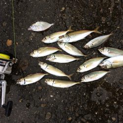 サビキで小アジ13匹と〈？〉な魚1匹