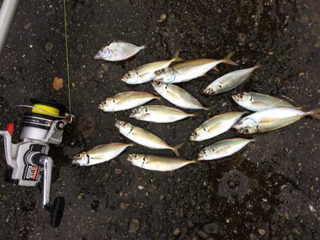 サビキで小アジ13匹と〈？〉な魚1匹