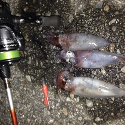 ライトエギング