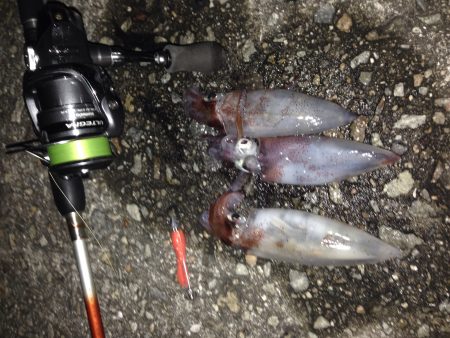 ライトエギング