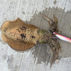 今日も夏烏賊
