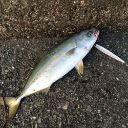 なんとかツバスゲット