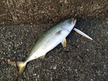 なんとかツバスゲット