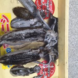 アオリイカゲット