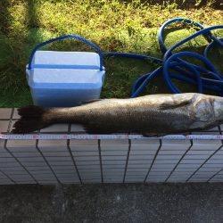 蛸釣りからのまるまる太ったシーバス(･･;)