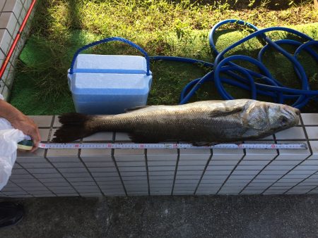 蛸釣りからのまるまる太ったシーバス(･･;)