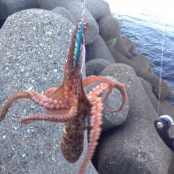 ジグでタコ