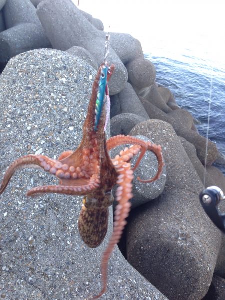 ジグでタコ