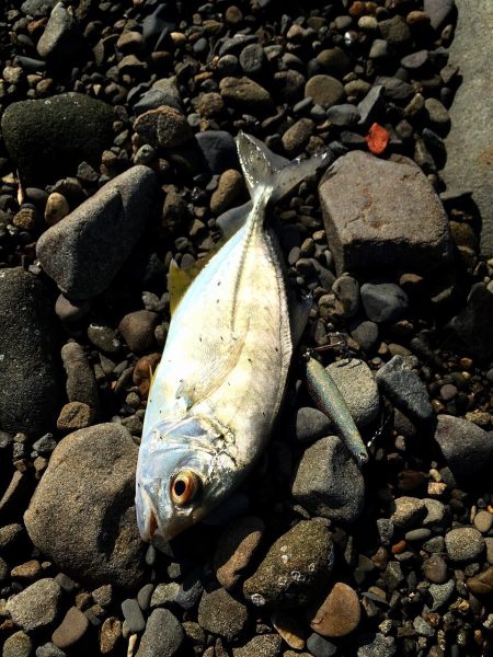 メッキ調査第４弾