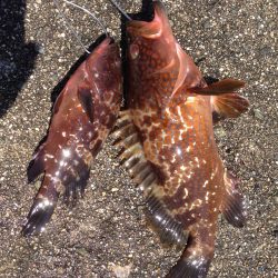 新波止でアコウ‼︎