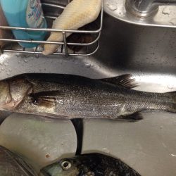 久しぶりのフカセ