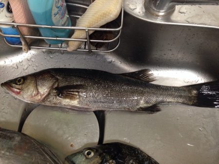 久しぶりのフカセ