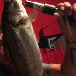 タチウオ狙いに