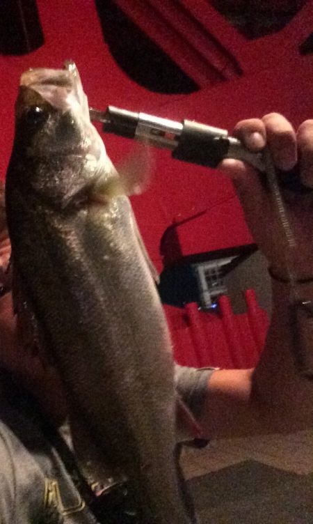 タチウオ狙いに