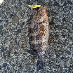 台風後の短時間調査