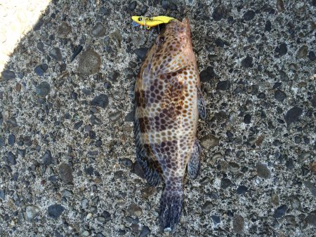 台風後の短時間調査