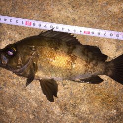 マーブルビーチにて寝魚