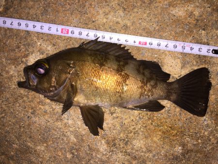 マーブルビーチにて寝魚