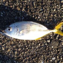 メッキシーズンイン？