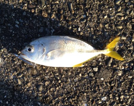 メッキシーズンイン？