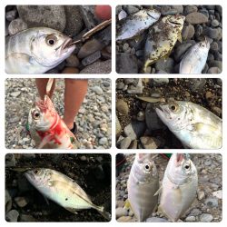 メッキ調査第5弾！大爆釣の巻