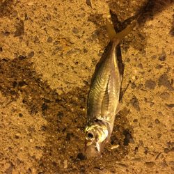 夏バテアジング