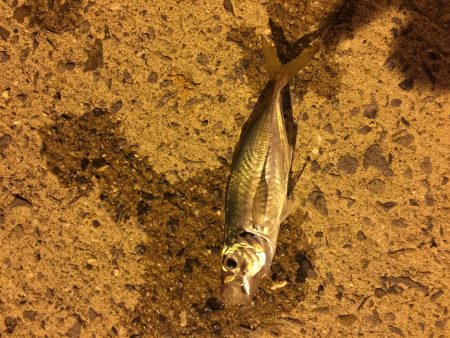 夏バテアジング