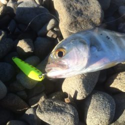 メッキ調査最終