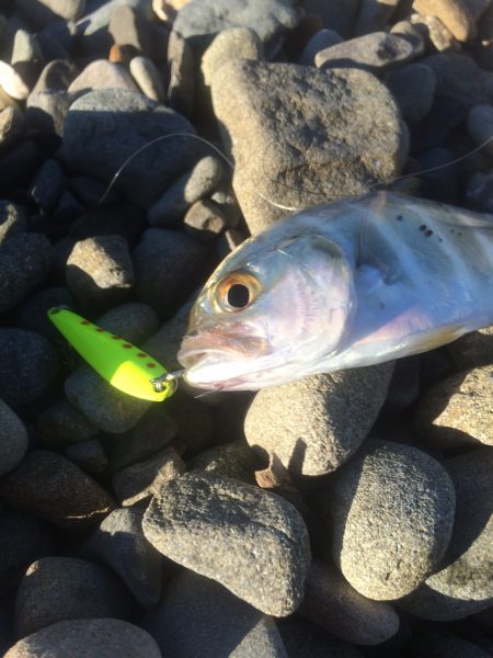 メッキ調査最終