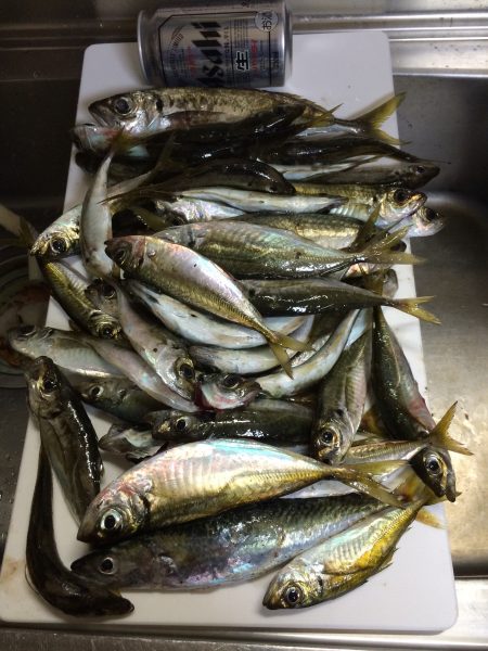 同僚とアジ釣り