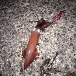 ライトエギング