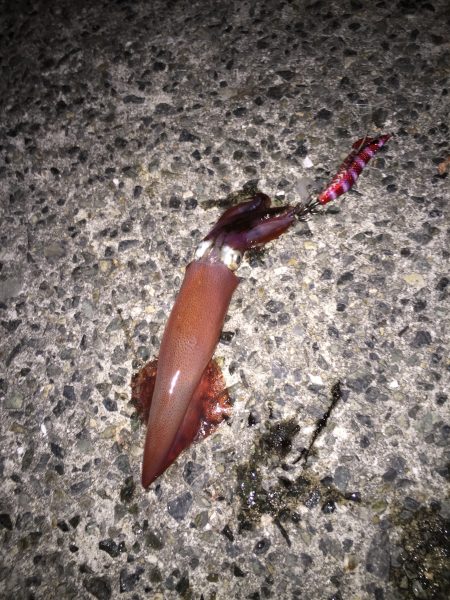 ライトエギング