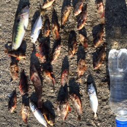 釣りin中島埠頭