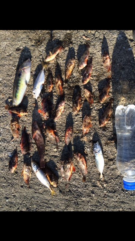 釣りin中島埠頭