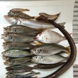 日付変わってから昼頃までの釣果
