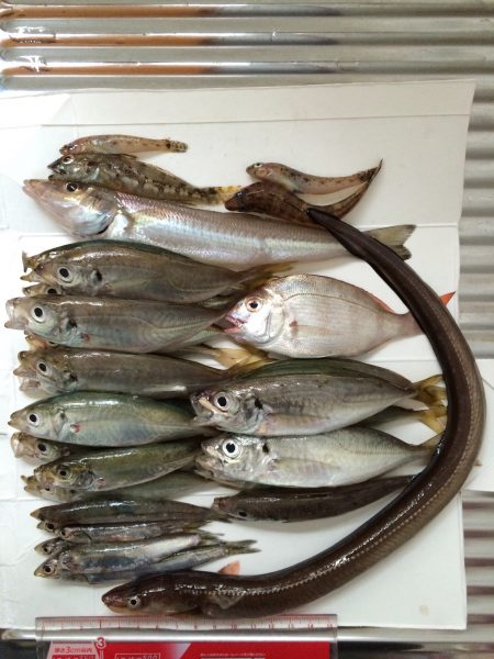 日付変わってから昼頃までの釣果