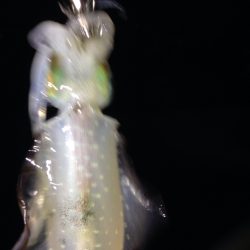 アオりん調査へ行ってみよう！