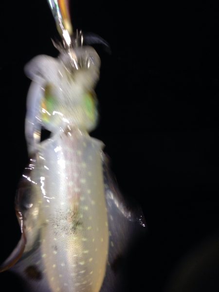 アオりん調査へ行ってみよう！