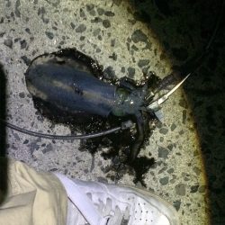 夏イカエギング