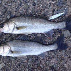 セイゴ、ゲット!