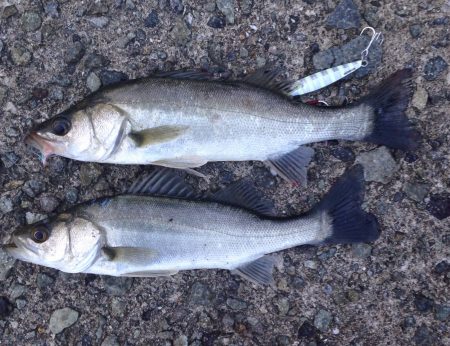 セイゴ、ゲット！