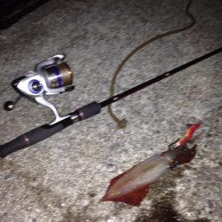 ケンサキイカ爆釣!!