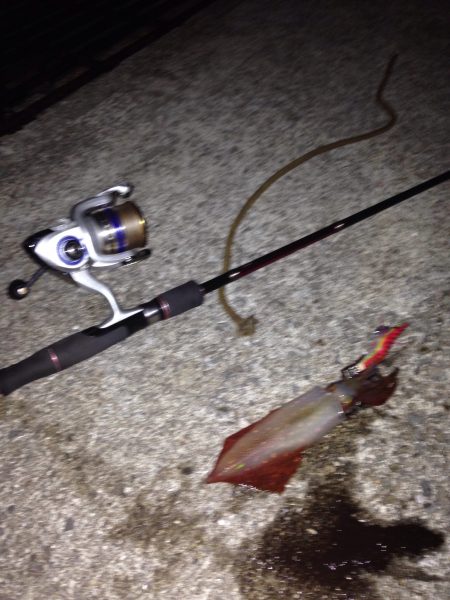 ケンサキイカ爆釣！！